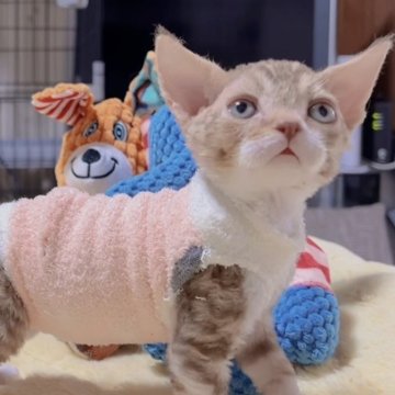 デボンレックス【岐阜県・男の子・2025年9月24日・チョコタビー&ホワイト】の写真「毛の量多い、巻き毛なまん丸可愛い子💕💕」