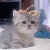 ミヌエット(短足)