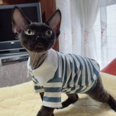 デボンレックス