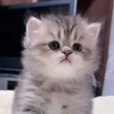 ペルシャ(チンチラ)
