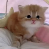 スコティッシュフォールド(立ち耳)