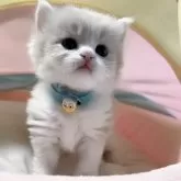 スコティッシュフォールド(立ち耳)
