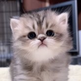 ペルシャ(チンチラ)