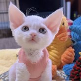 デボンレックス