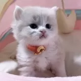 スコティッシュフォールド(立ち耳)