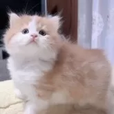 スコティッシュフォールド(立ち耳)