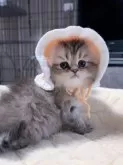 ペルシャ(チンチラ)【岐阜県・女の子・2025年9月10日・チンチラゴールデン】の写真5
