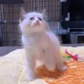 ラグドール【岐阜県・女の子・2025年9月24日・シールポイントバイカラー】の写真8