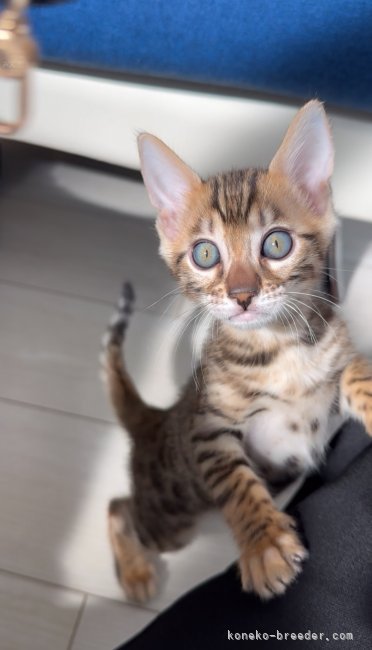 大塚　理沙(おおつか　りさ)ブリーダー(埼玉県・ベンガルなど・ACC登録)の紹介写真8