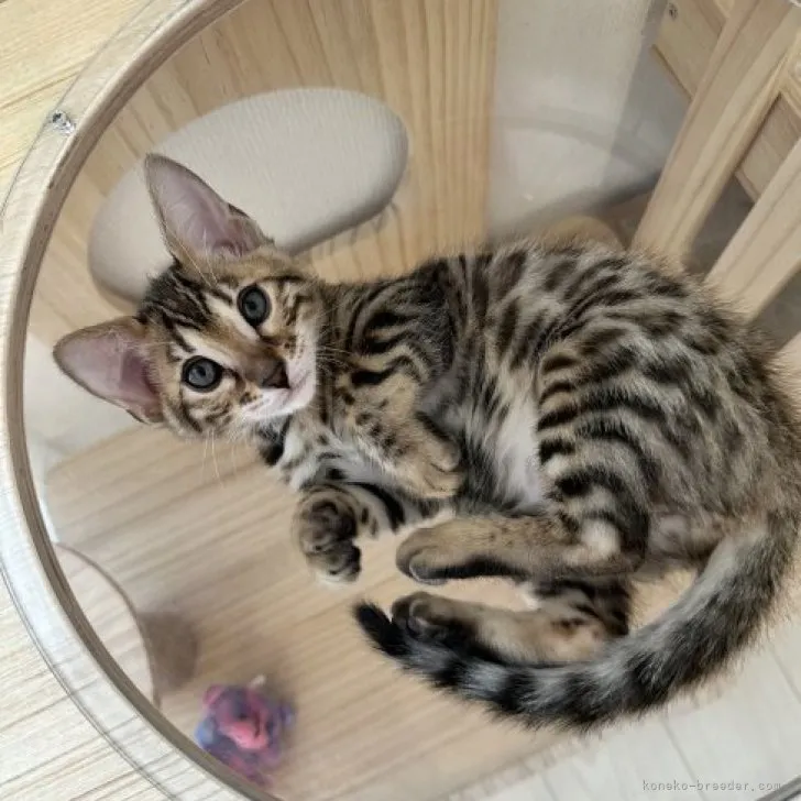 ID:2311-02621の子猫