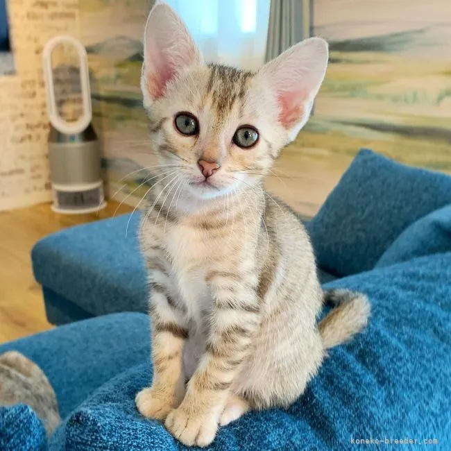 ID：2204-01184の子猫