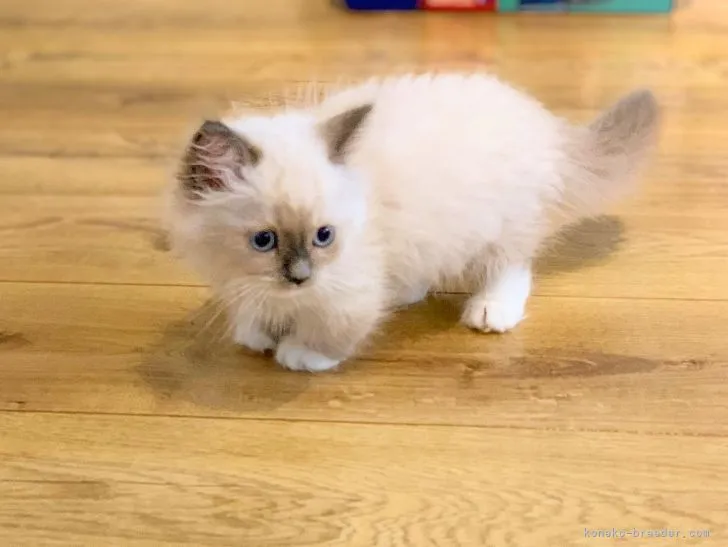S.A 様のお迎えした子猫