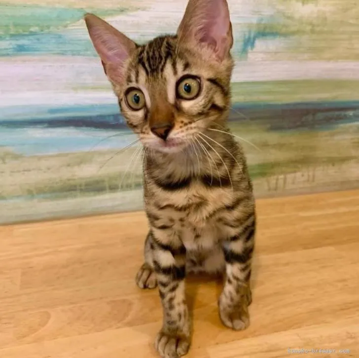 めぐ 様のお迎えした子猫