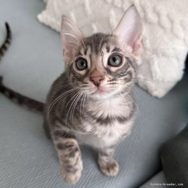 ID：2502-00712の子猫