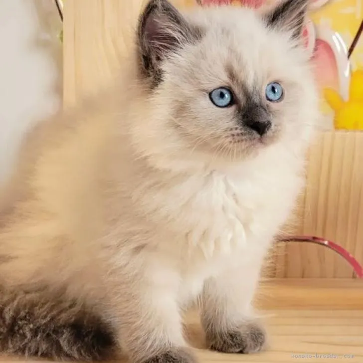 ID：2302-00540の子猫