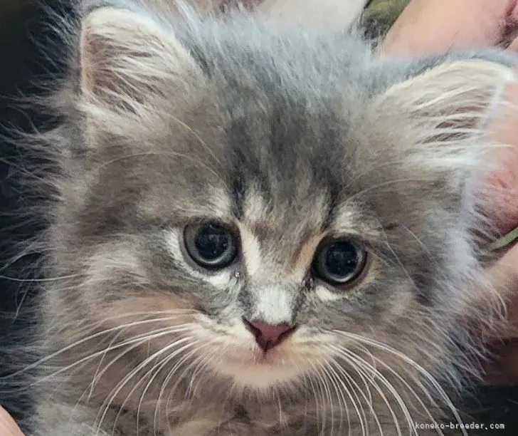 ID：2108-01081の子猫