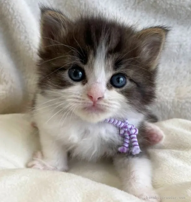 ID:2201-01877の子猫