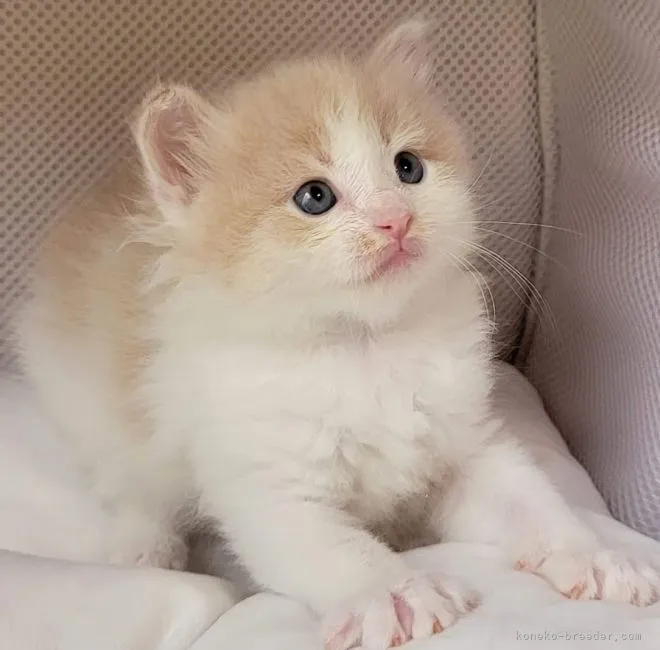 ID：2108-01890の子猫
