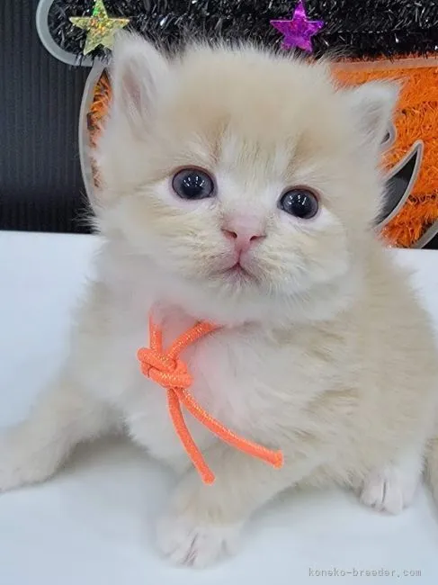 ID：2110-01304の子猫