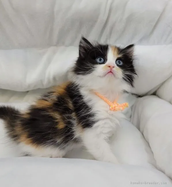 ID：2202-00409の子猫