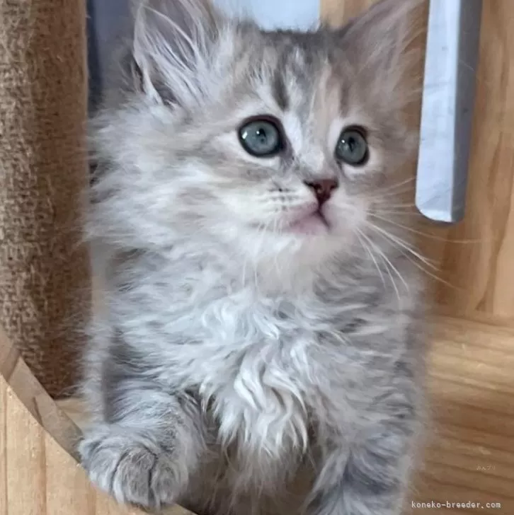 ID：2401-01925の子猫