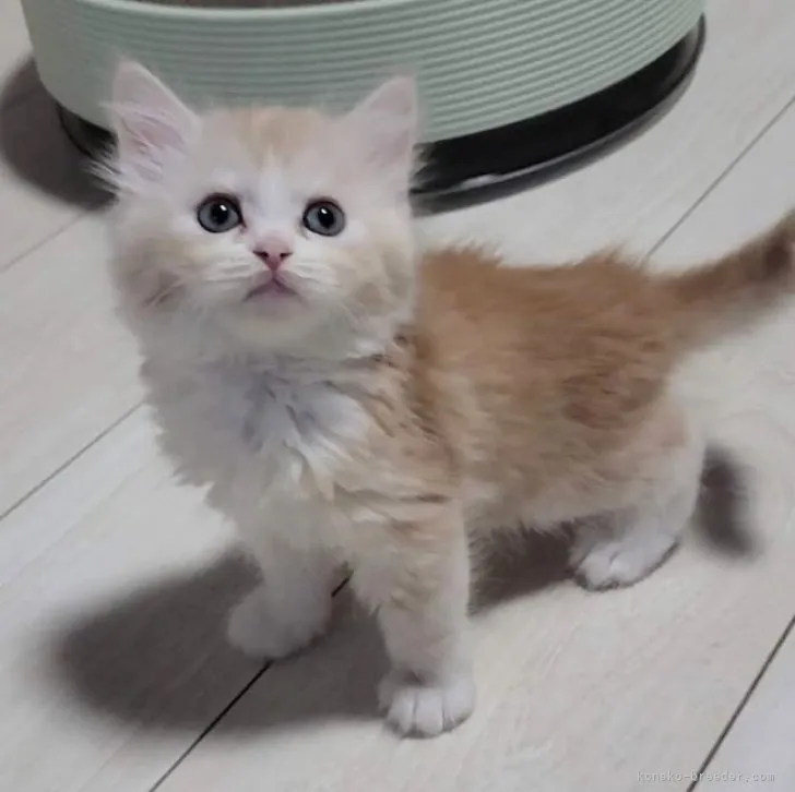 ID:2306-02076の子猫
