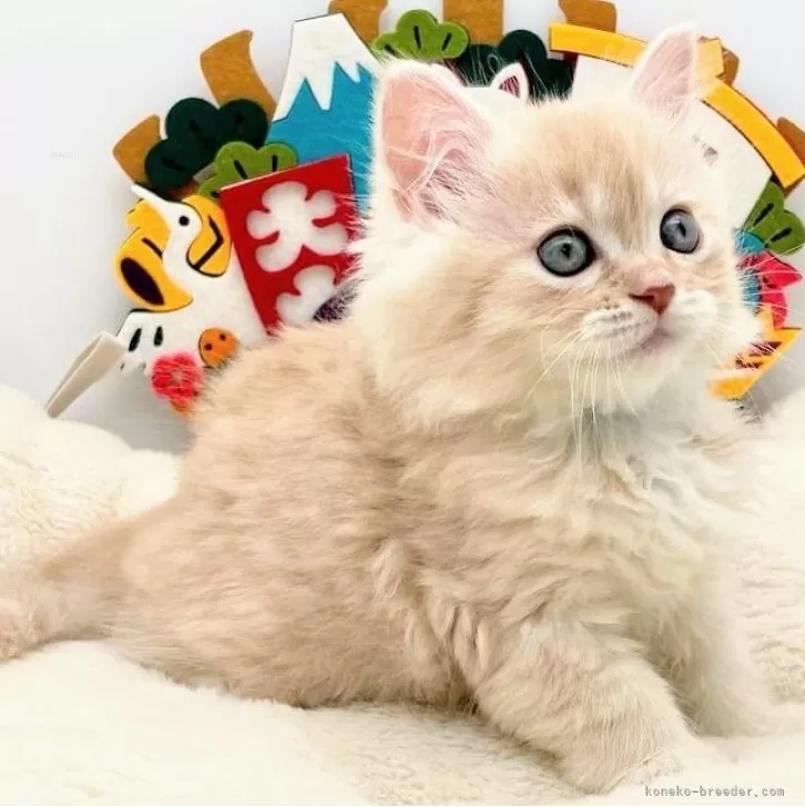 ID:2312-01254の子猫