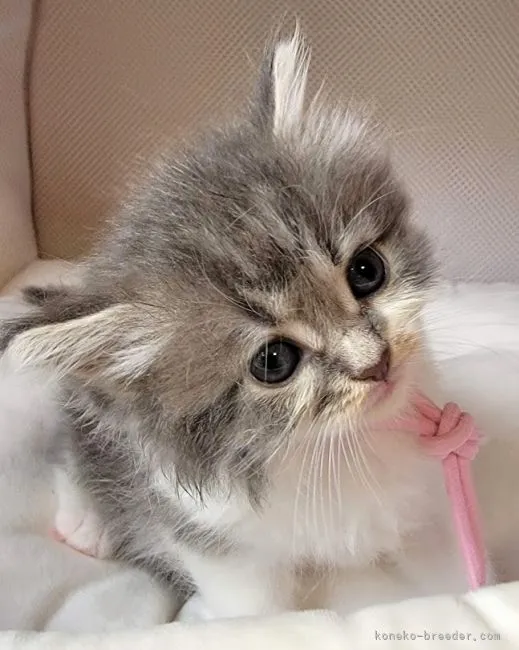 ID:2108-02620の子猫