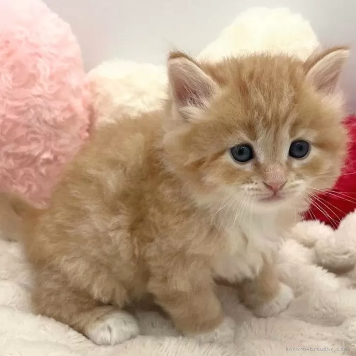 ID：2405-01040の子猫