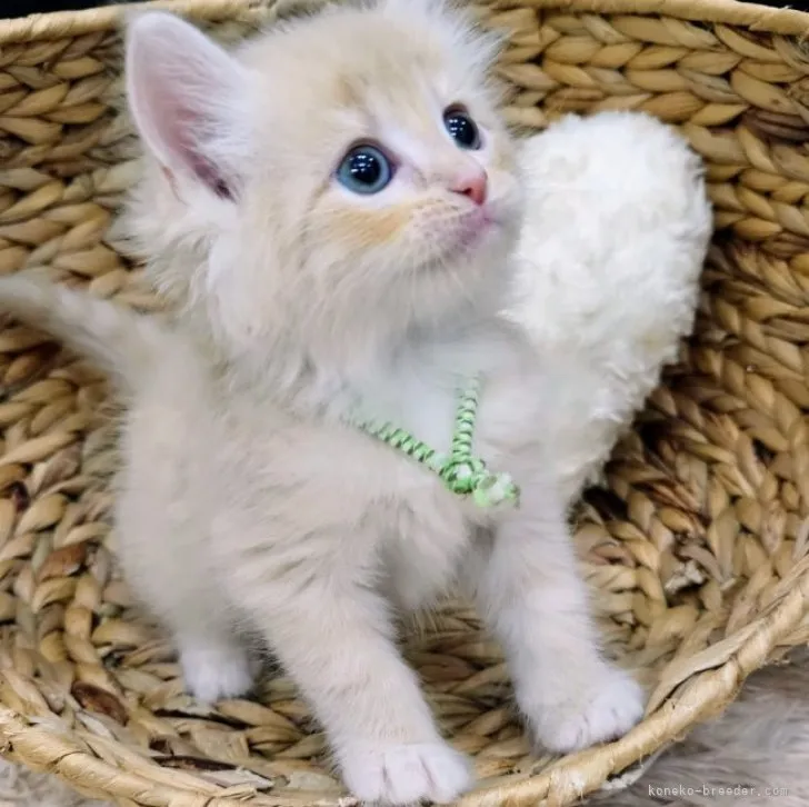 ID:2308-01461の子猫