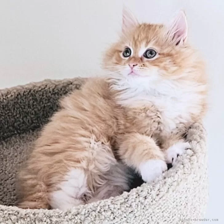 ID:2402-00525の子猫