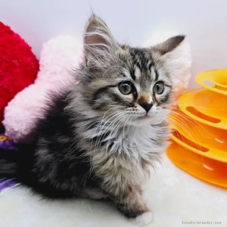 ID：2308-03394の子猫