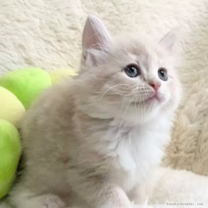 ID:2408-02993の子猫