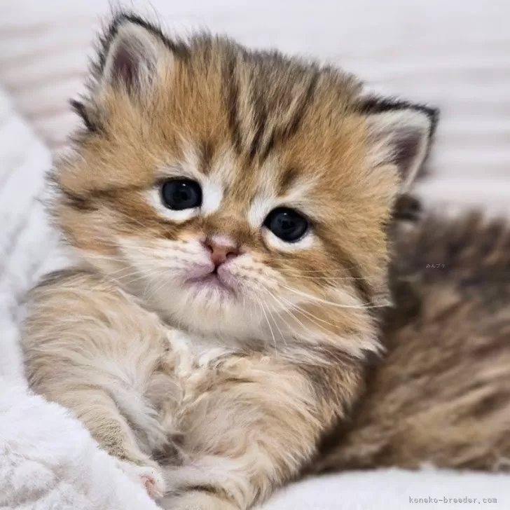 ID：2412-00641の子猫