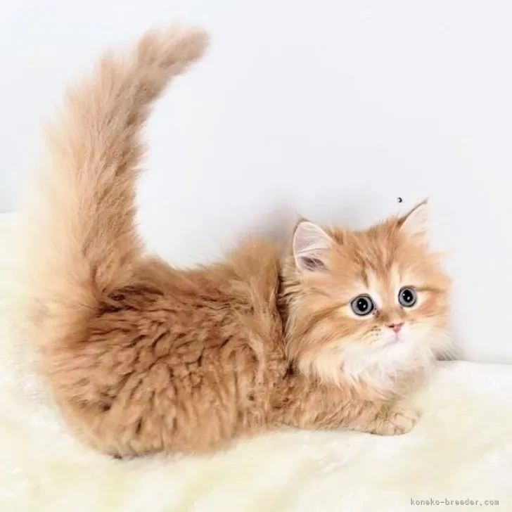 ID:2302-00541の子猫