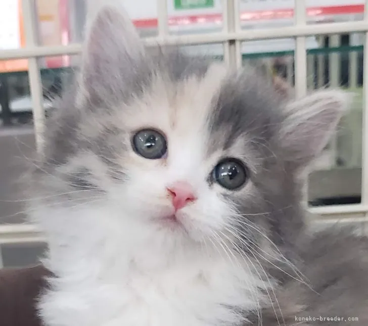 ID：2104-02653の子猫