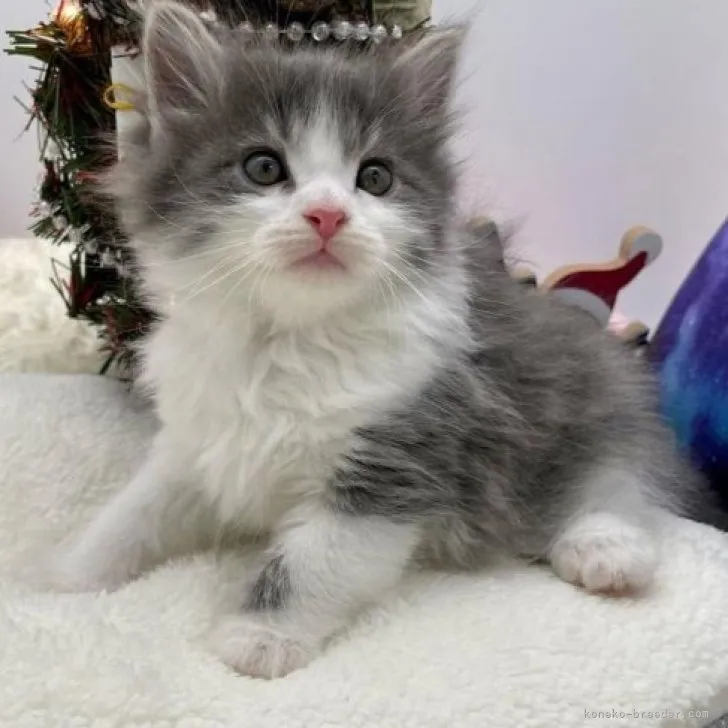 ID：2310-02946の子猫