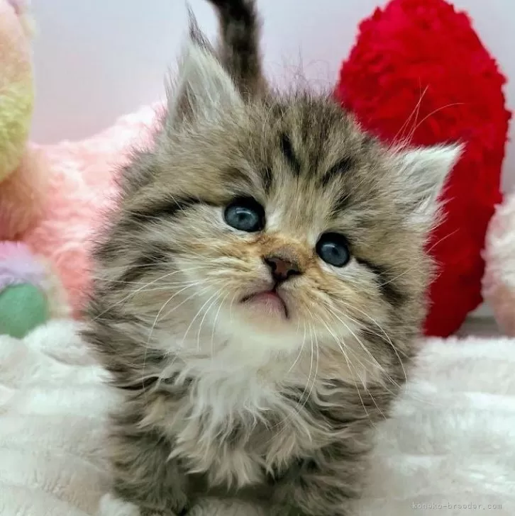 ID:2403-01783の子猫