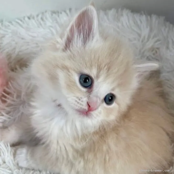 ID：2304-00448の子猫