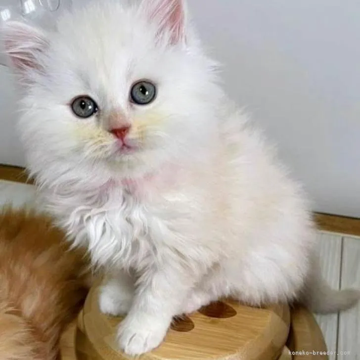 ID：2302-00543の子猫