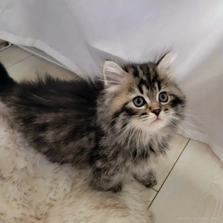 ID:2304-02994の子猫