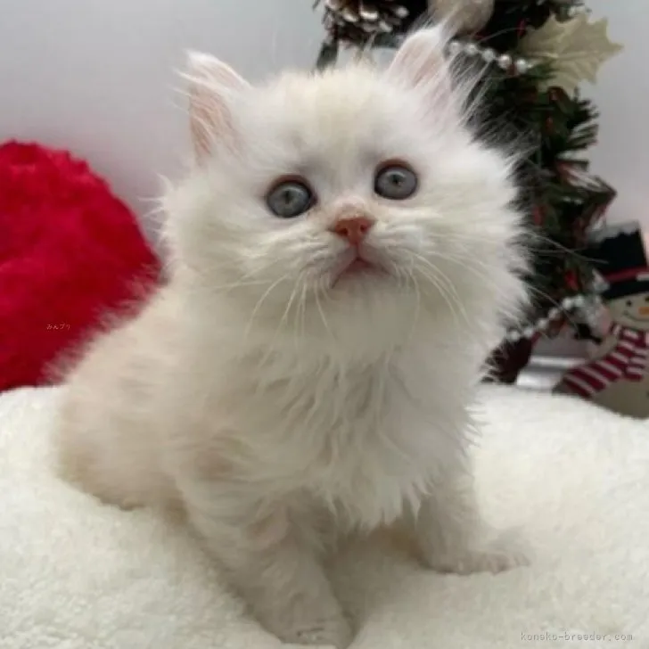 ID:2310-02375の子猫