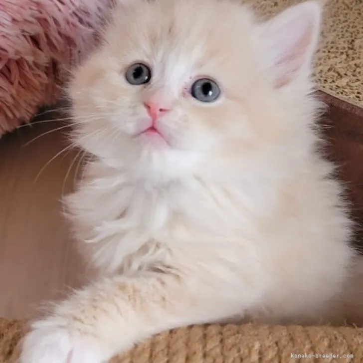 ID:2304-00442の子猫