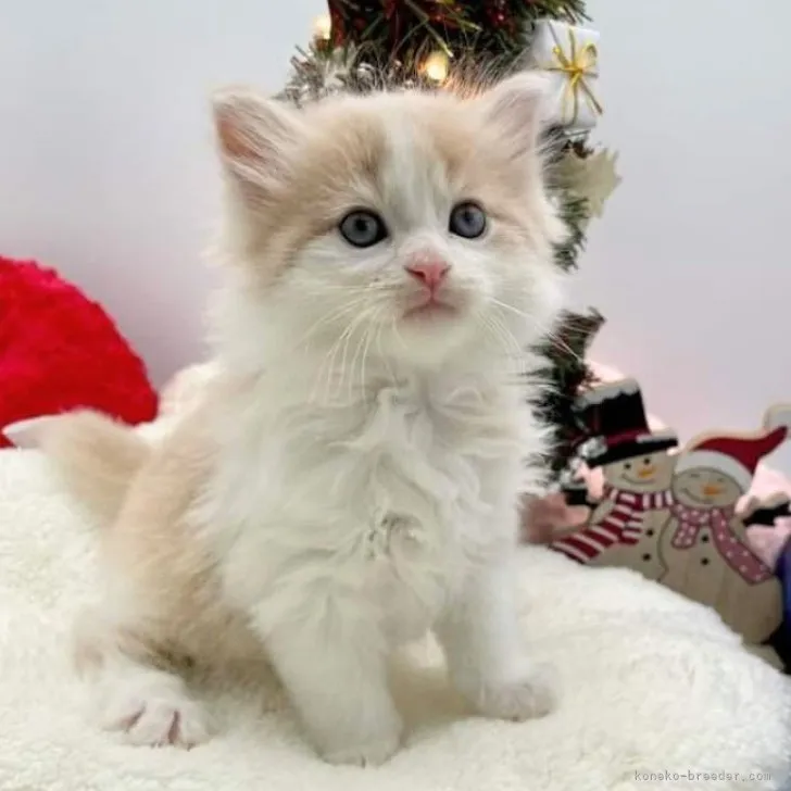 ID:2310-02938の子猫