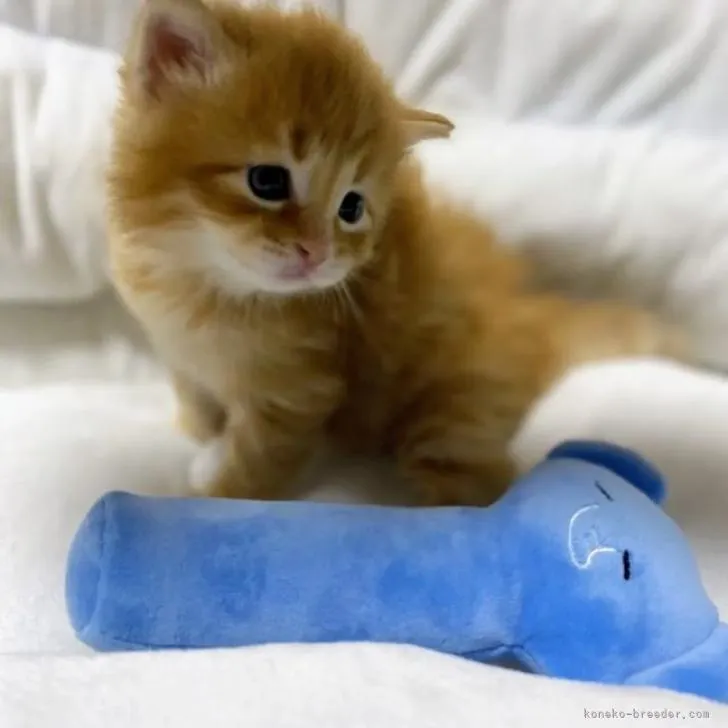 ID：2301-00190の子猫