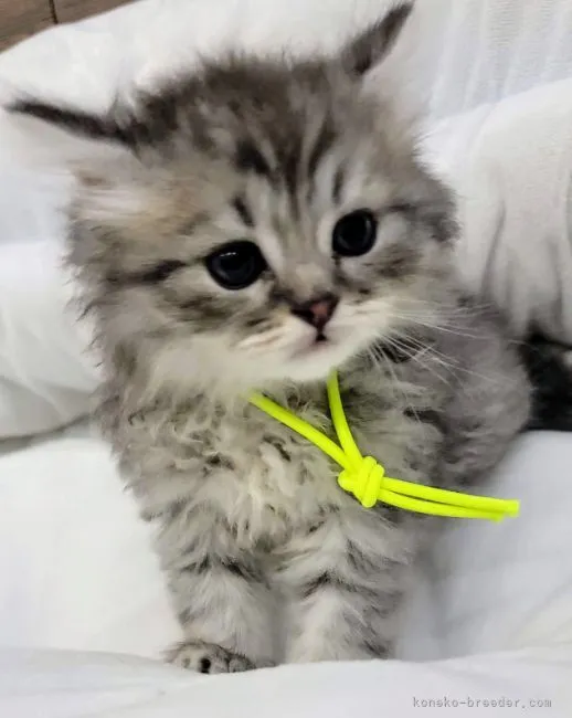 ID:2112-00824の子猫