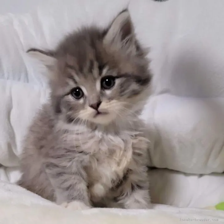 ID：2207-02637の子猫