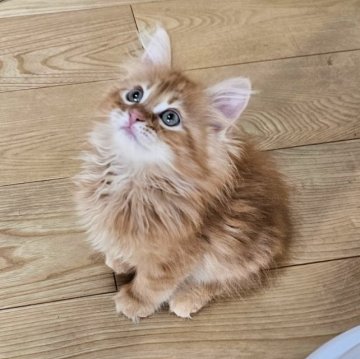 サイベリアン【埼玉県・男の子・2023年7月10日・レッドタビー】の写真「サイベリアンにゃんこ祭り♡甘えん坊の男の子」