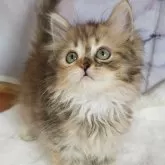 サイベリアン【埼玉県・女の子・2024年8月8日・ブラウンタビー】の写真1