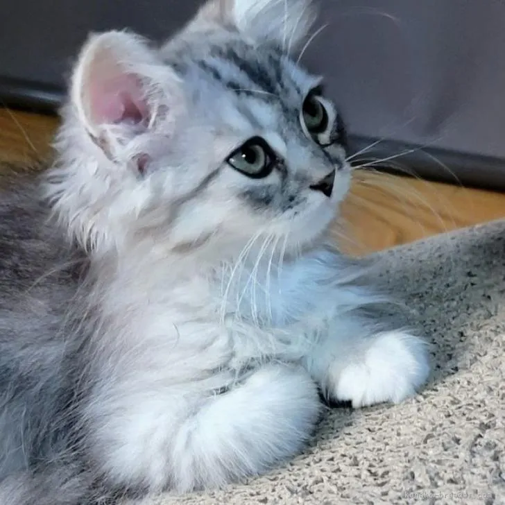 ID:2208-00625の子猫
